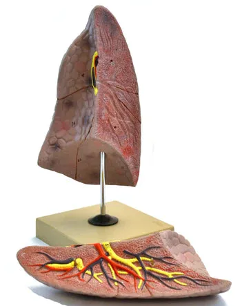 Eisco Human Right Lung Model