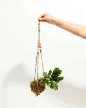 Moss Ball Hanging Plant