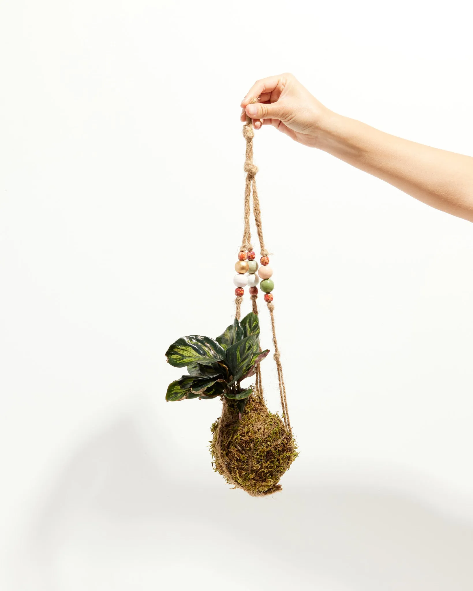 Moss Ball Hanging Plant